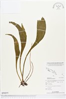 帶狀瓶爾小草藏品圖，第1張