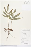 登錄號:BP00880藏品圖，第1張