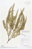 登錄號:BP00881藏品圖，第1張