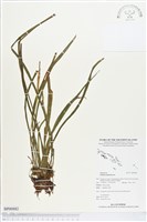 劍葉書帶蕨藏品圖，第1張