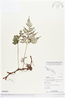 陰石蕨藏品圖，第1張