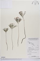 分枝莎草蕨藏品圖，第1張