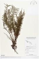 登錄號:BP00885藏品圖，第1張