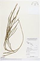 垂枝松葉蕨藏品圖，第1張