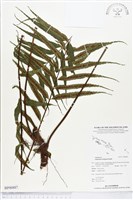 登錄號:BP00887藏品圖，第1張