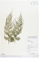 登錄號:BP00888藏品圖，第1張