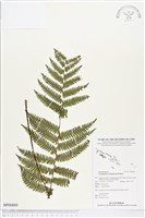 登錄號:BP00889藏品圖，第1張