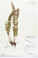 登錄號:BP00890藏品圖，第1張