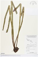 登錄號:BP00892藏品圖，第1張