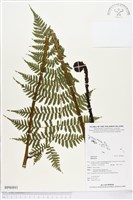 登錄號:BP00893藏品圖，第1張