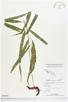 棱脈蕨藏品圖，第1張