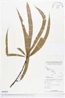 登錄號:BP00895藏品圖，第1張