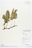 馬來陰石蕨藏品圖，第1張