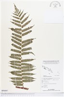 登錄號:BP00897藏品圖，第1張