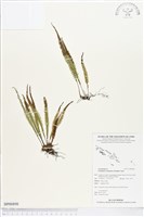 登錄號:BP00898藏品圖，第1張