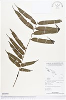 登錄號:BP00900藏品圖，第1張