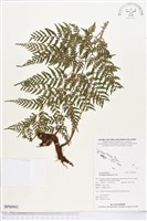 登錄號:BP00901藏品圖，第1張