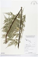 登錄號:BP00902藏品圖，第1張