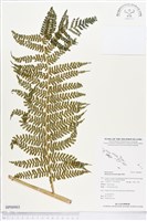 登錄號:BP00903藏品圖，第1張