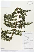 登錄號:BP00904藏品圖，第1張