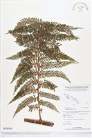 登錄號:BP00908藏品圖，第1張