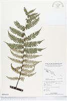 登錄號:BP00909藏品圖，第1張