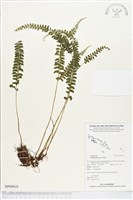 登錄號:BP00910藏品圖，第1張