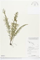 穴子蕨藏品圖，第1張