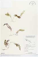 登錄號:BP00913藏品圖，第1張