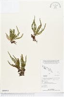 登錄號:BP00914藏品圖，第1張