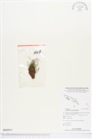 登錄號:BP00915藏品圖，第1張