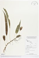 登錄號:BP00917藏品圖，第1張