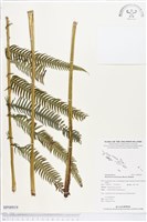 登錄號:BP00919藏品圖，第1張