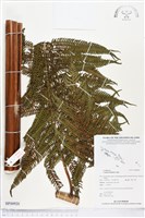 登錄號:BP00920藏品圖，第1張