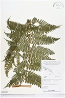 登錄號:BP00921藏品圖，第1張