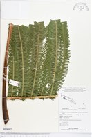 登錄號:BP00922藏品圖，第1張