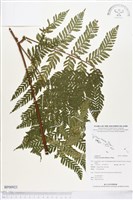 登錄號:BP00923藏品圖，第1張