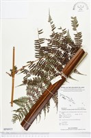 登錄號:BP00925藏品圖，第1張