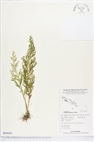 登錄號:BP00926藏品圖，第1張