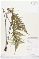 粉葉蕨藏品圖，第1張