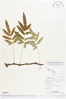 登錄號:BP00928藏品圖，第1張