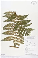 登錄號:BP00930藏品圖，第1張