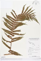 登錄號:BP00931藏品圖，第1張