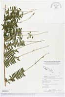 登錄號:BP00933藏品圖，第1張