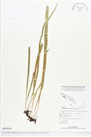 登錄號:BP00934藏品圖，第1張