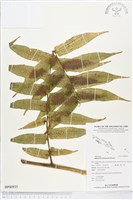 登錄號:BP00935藏品圖，第1張