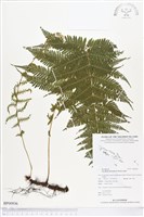 登錄號:BP00936藏品圖，第1張