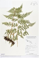 登錄號:BP00937藏品圖，第1張