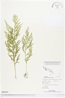 登錄號:BP00938藏品圖，第1張