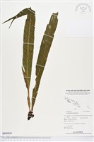 登錄號:BP00939藏品圖，第1張